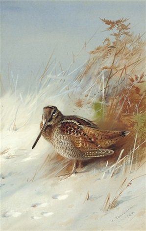 archibald thorburn a woodcock in winter A4 Photo Print
