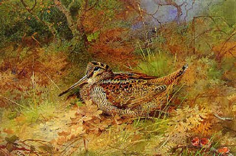 archibald thorburn a woodcock resting on autumn leaves A4 Photo Print