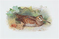 archibald thorburn a woodcock resting A4 Photo Print