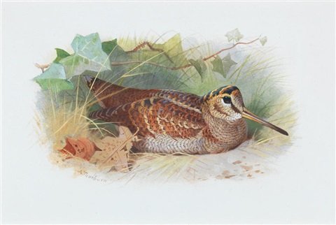 archibald thorburn a woodcock resting A4 Photo Print