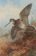 archibald thorburn a woodcock roding A4 Photo Print