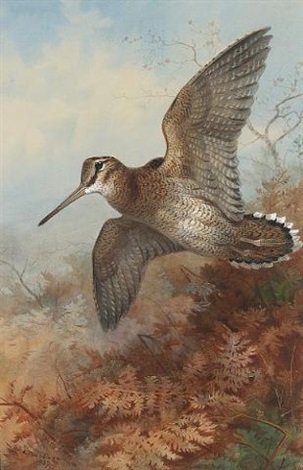 archibald thorburn a woodcock roding A4 Photo Print
