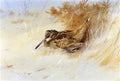 archibald thorburn a woodcock sheltering A4 Photo Print