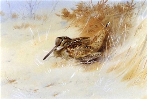 archibald thorburn a woodcock sheltering A4 Photo Print