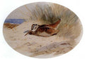 archibald thorburn a woodcock sitting on the nest A4 Photo Print