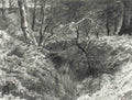 archibald thorburn a wooded glade A4 Photo Print