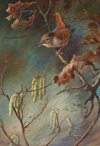 archibald thorburn a wren perched upon a branch study A4 Photo Print