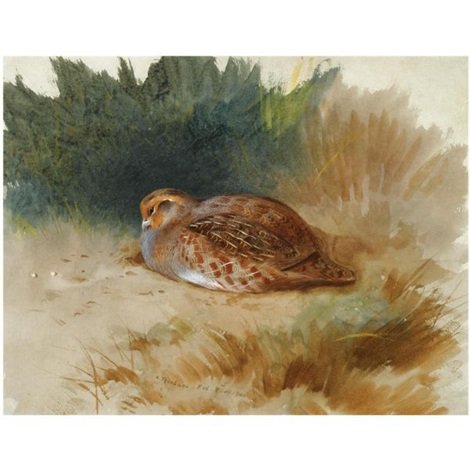archibald thorburn a young partridge A4 Photo Print