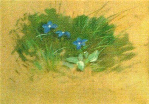 archibald thorburn alpine gentian A4 Photo Print