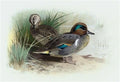 archibald thorburn american green winged teal A4 Photo Print