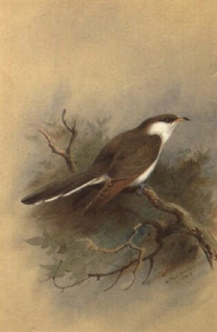 archibald thorburn american yellow billed cuckoo A4 Photo Print