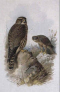 archibald thorburn an adult merlin with a juvenile beyond A4 Photo Print