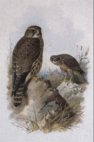 archibald thorburn an adult merlin with a juvenile beyond A4 Photo Print