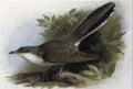 archibald thorburn an american yellow billed cuckoo A4 Photo Print