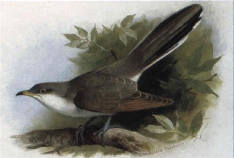 archibald thorburn an american yellow billed cuckoo A4 Photo Print