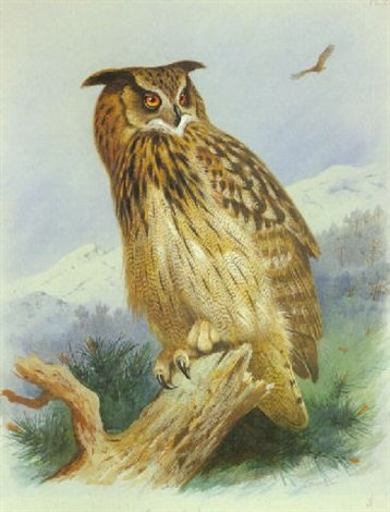 archibald thorburn an eagle owl A4 Photo Print