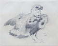 archibald thorburn an eaglet A4 Photo Print