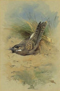 archibald thorburn an egyptian nightjar A4 Photo Print