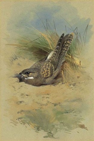archibald thorburn an egyptian nightjar A4 Photo Print