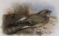archibald thorburn an egyptian or isabelline nightjar A4 Photo Print
