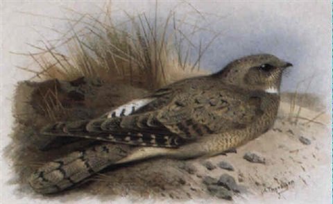 archibald thorburn an egyptian or isabelline nightjar A4 Photo Print