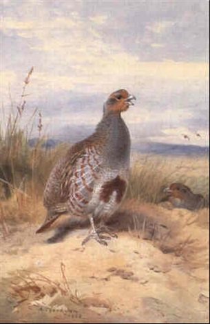 archibald thorburn an english partridge A4 Photo Print