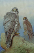 archibald thorburn an iceland falcon and a gyr falcon A4 Photo Print