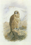 archibald thorburn an iceland falcon immature female A4 Photo Print