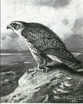 archibald thorburn an icelandic gyr falcon A4 Photo Print