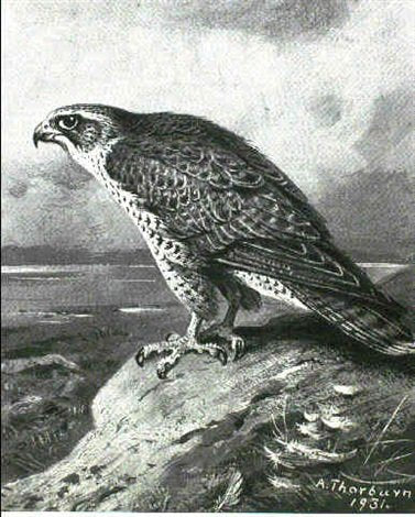 archibald thorburn an icelandic gyr falcon A4 Photo Print