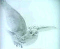 archibald thorburn an owl in flight A4 Photo Print