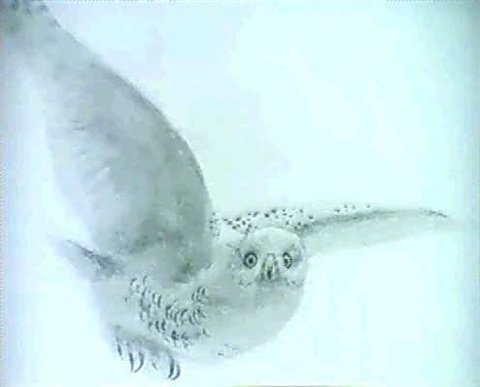 archibald thorburn an owl in flight A4 Photo Print