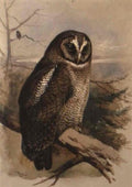 archibald thorburn an owl A4 Photo Print