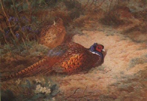 archibald thorburn april  pheasants A4 Photo Print