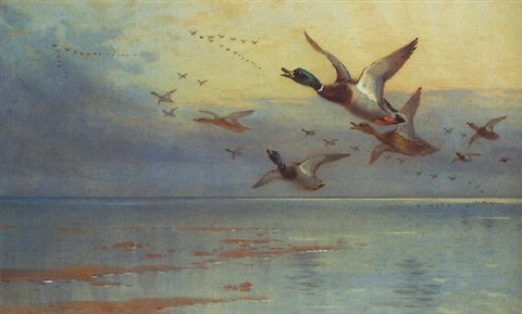 archibald thorburn as evening deepens mallard in flight A4 Photo Print