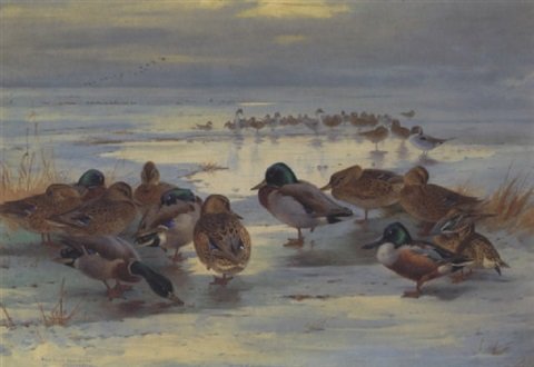 archibald thorburn as evening deepens mallard shiveler and pintail A4 Photo Print