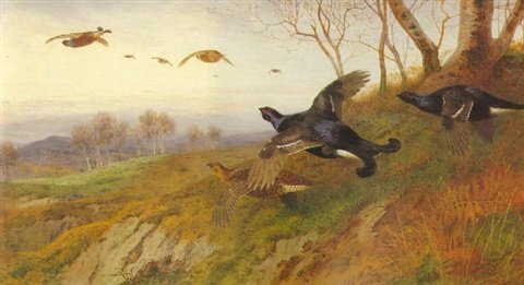archibald thorburn autumn alarm  blackgame in flight A4 Photo Print