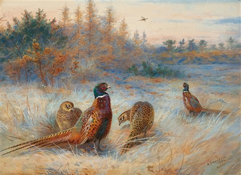 archibald thorburn autumn dawn pheasants A4 Photo Print