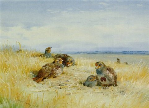 archibald thorburn autumn days partridges A4 Photo Print