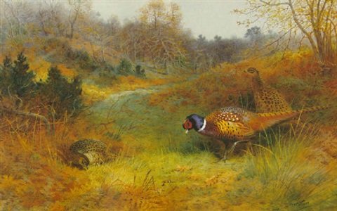 archibald thorburn autumn sunshine pheasants A4 Photo Print