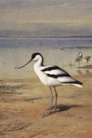 archibald thorburn avocet A4 Photo Print