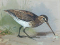 archibald thorburn bécassine A4 Photo Print