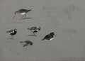 archibald thorburn bar tailed godwit and grey plover studies A4 Photo Print