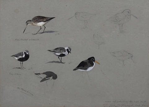 archibald thorburn bar tailed godwit and grey plover studies A4 Photo Print