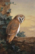 archibald thorburn barn owl A4 Photo Print