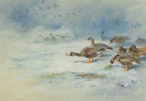 archibald thorburn barnacle geese A4 Photo Print