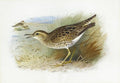 archibald thorburn bartrams plover A4 Photo Print