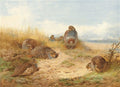 archibald thorburn basking in the noonday sun a covey of grey partridge A4 Photo Print