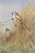 archibald thorburn bearded tit A4 Photo Print