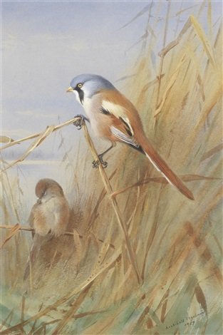 archibald thorburn bearded tit A4 Photo Print